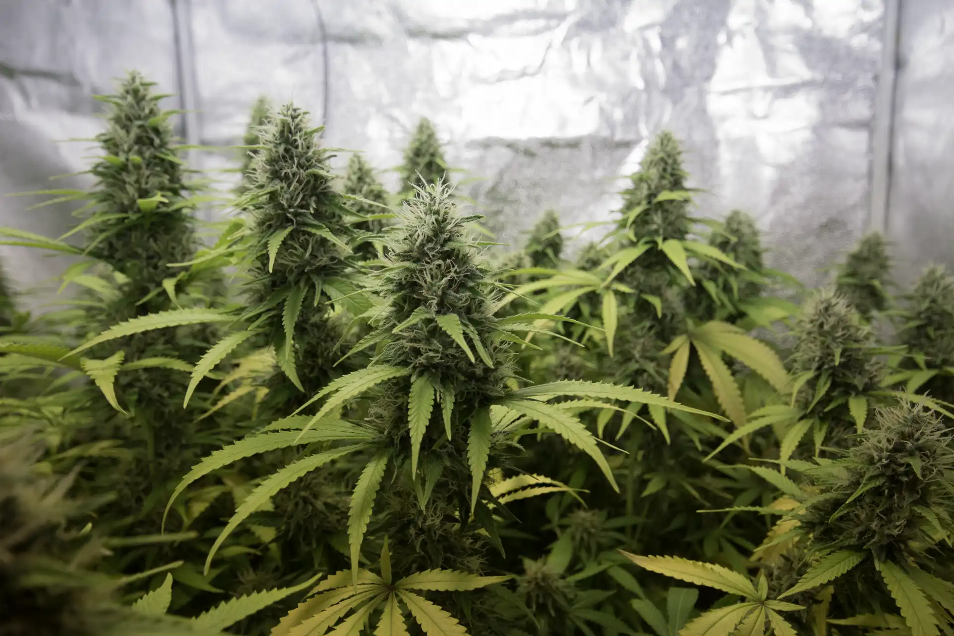 Seed Addicts - Welcome Blog Post